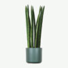Chives