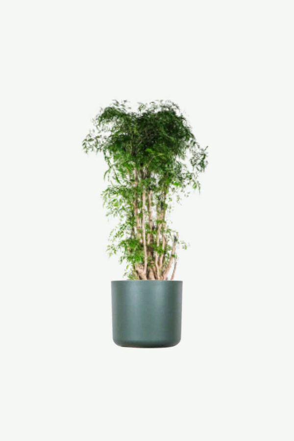 Ginger Mint