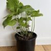 Wasabi - Wasabia japonica