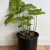 Wasabi - Wasabia japonica - Image 2