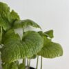 Wasabi - Wasabia japonica - Image 3