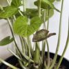Wasabi - Wasabia japonica - Image 4