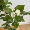 Jasmine 'Grand Duke of Tuscany' - Image 3