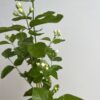 Jasmine 'Grand Duke of Tuscany' - Image 2