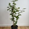 Jasmine 'Grand Duke of Tuscany' - Image 4