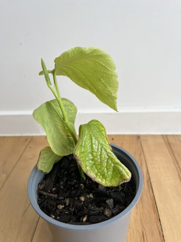 Betel leaf plant - Image 2