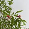 Pomegranate ‘Wonderful’ - Image 3