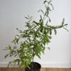 Pomegranate ‘Wonderful’ - Image 2