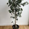 Weeping fig - Ficus benjamina