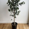 Weeping fig - Ficus benjamina - Image 2